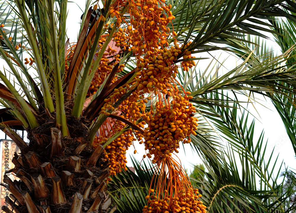 Date palm with ripening fruits, large plan. Turky.Free space for text. Date palm with ripening fruits, large plan. Turky.Free space for text.