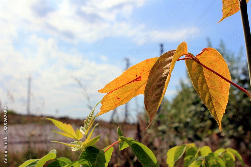 Obraz premium Autumn is coming. Yellow leaves close up
