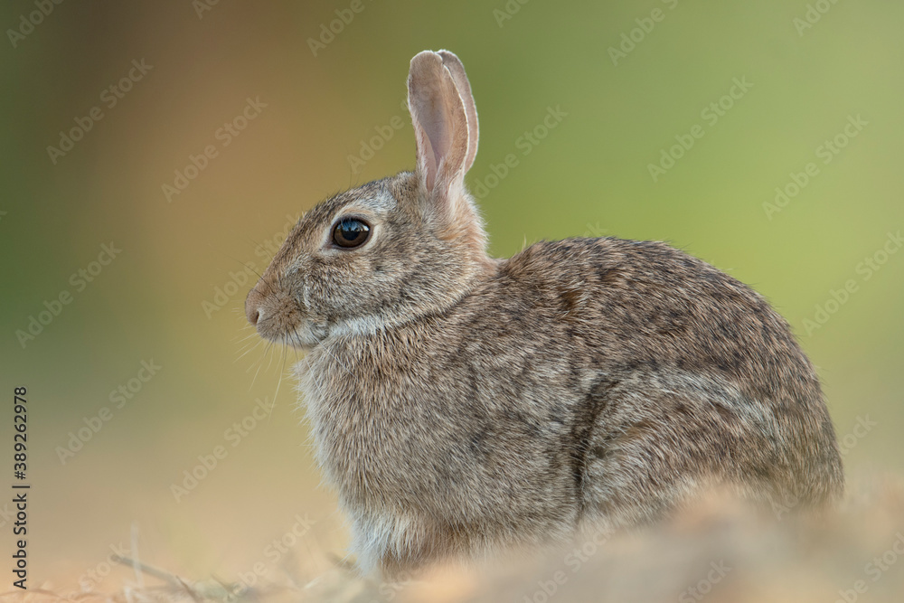 Close up of Cottontail rabbit (Sylvilagus floridanus) resting in the beautiful light of sunset with colorful bokeh on background. - Cute animals