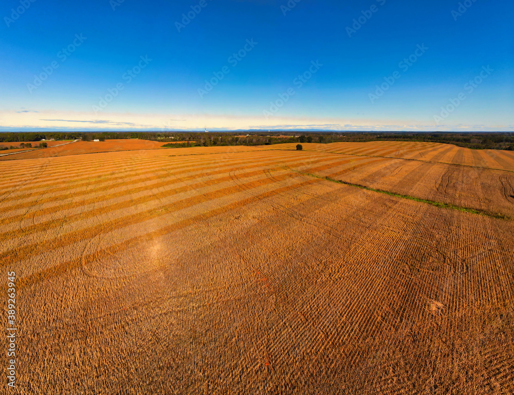 Fototapeta premium An aerial view of a soybean field ready for harvest with a blue sky background.