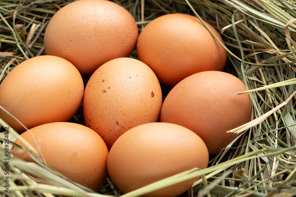 Fresh chicken eggs in the hay. Rural scene.