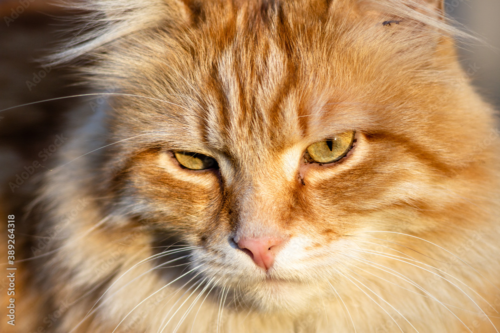 Portrait of a ginger fluffy cat