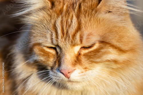 Portrait of a ginger fluffy cat