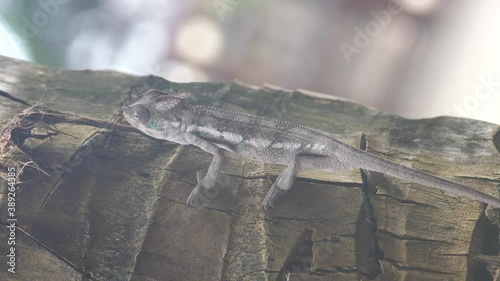 Small Chameleon Stays Camouflaged While Climbing a Palm Tree, Madagascar photo