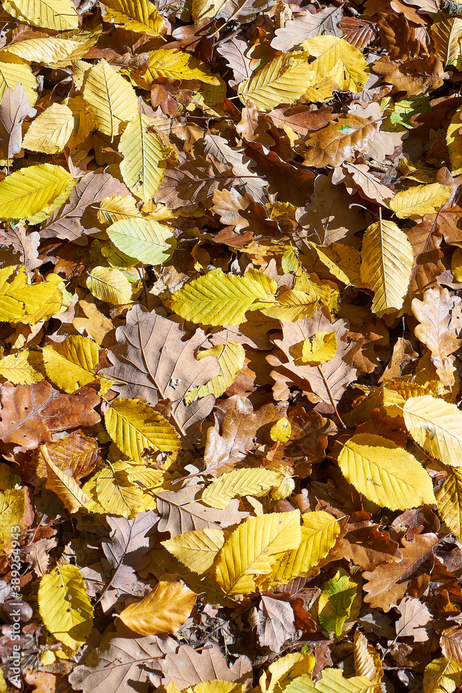 Colorful autumn leaves from deciduous trees ; Vertical 