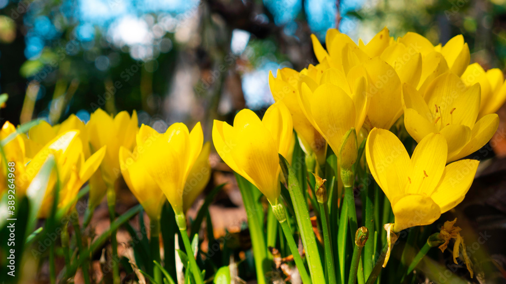 Obraz premium Yellow Crocus flowers blooming in the autumn. Yellow crocus spring flowers.