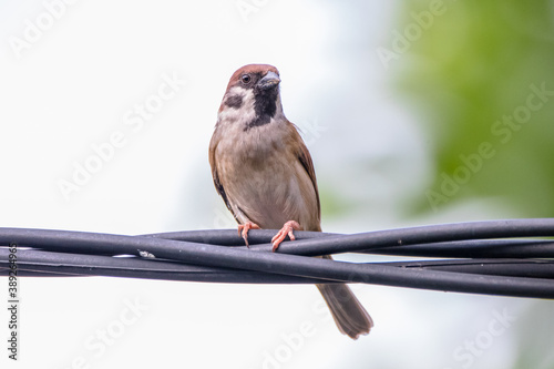 the common sparaw perched on cables photo