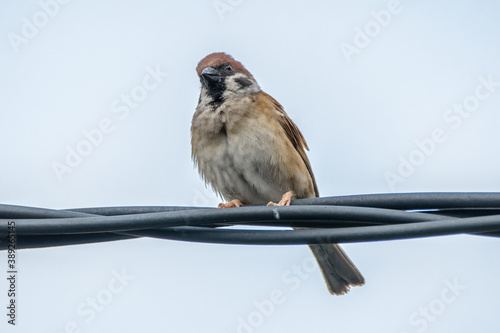 the common sparaw perched on cables photo