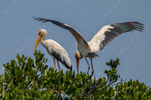 the milky stork or mycteria cinerea photo