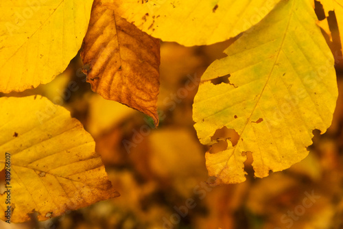 Yellow leaves on the tree in autumn. The concept of the seasons