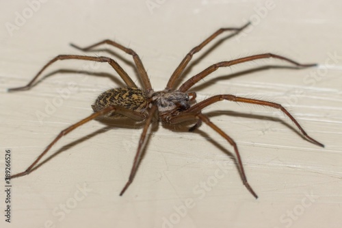  Eine Spinne  © Eugen