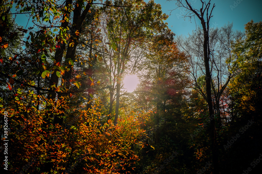 Sun Shinning Through the Autumn Trees 