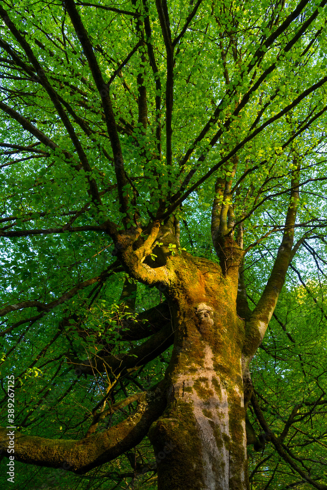 Fototapeta premium Beech forest, Saja-Besaya Natural Park, Cantabria, Spain, Europe