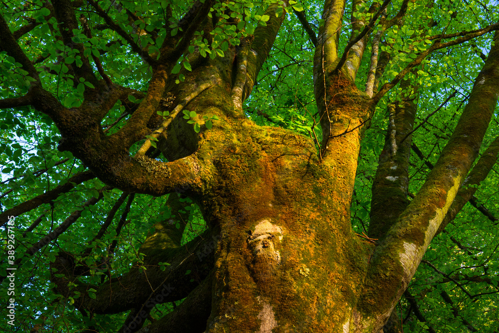 Beech forest, Saja-Besaya Natural Park, Cantabria, Spain, Europe Beech forest, Saja-Besaya Natural Park, Cantabria, Spain, Europe