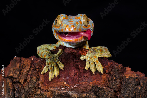 close up of tokay gecko photo