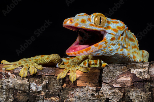 Fotografie close up of tokay gecko