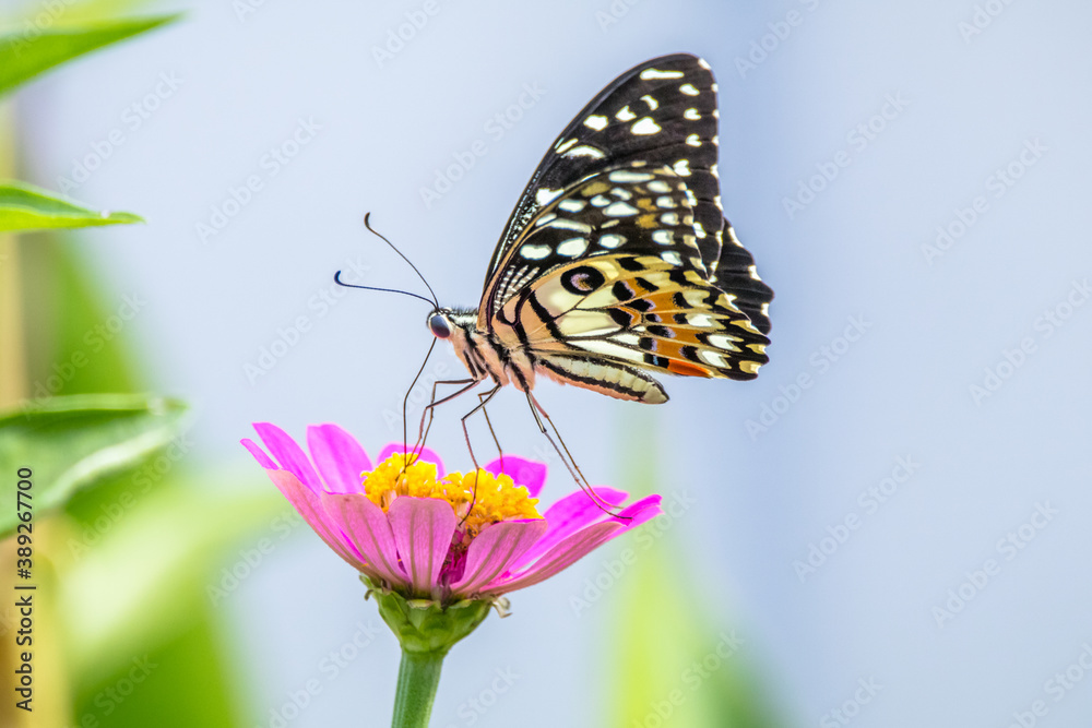 Obraz premium butterfly perched on flowers