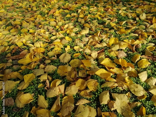 Autumn trees, fallen leaves, yellow trees, sunny autumn day