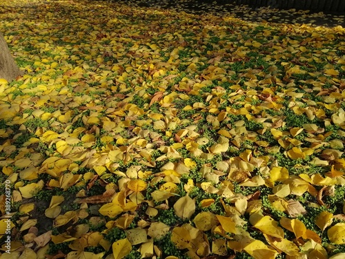 Autumn trees, fallen leaves, yellow trees, sunny autumn day