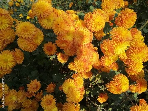 Orange flowers bloomed in the garden
