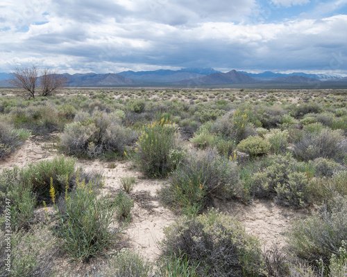 Upper Las Vegas Wash in Tule Springs Fossil Beds National Monument  Clark County  Nevada  USA