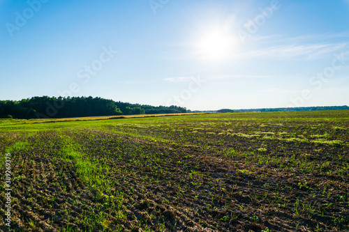 A harvested field