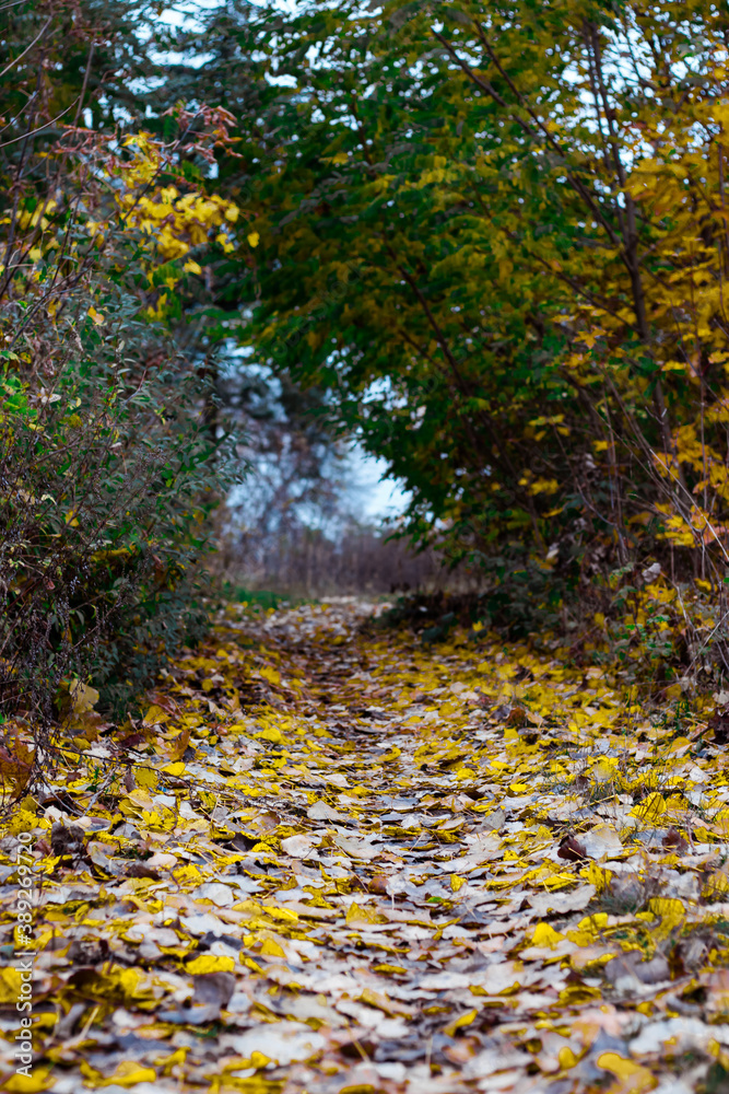 path in the autumn forest lined with yellowed leaves path in the autumn forest lined with yellowed leaves