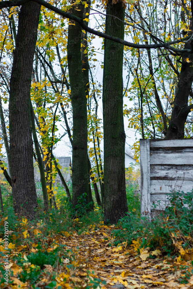 road near the white wooden fence, autumn forest road near the white wooden fence, autumn forest