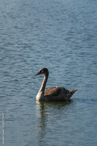 A mute swan cygnet