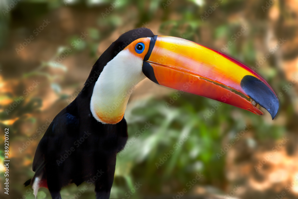 Fototapeta premium Colorful, large, orange, beaked toucan bird of the tropics