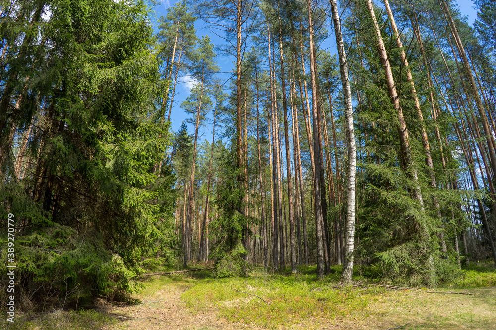 Obraz premium Early morning with sunrise in spruce forest