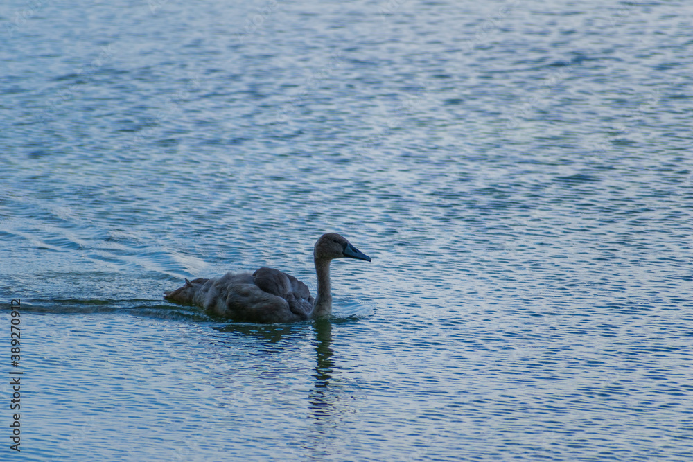 Obraz premium A mute swan cygnet