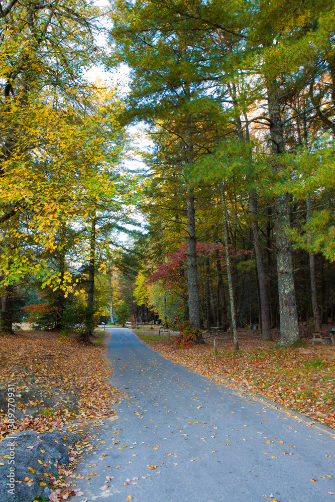 Naklejka premium Country road surrounded by fall colors and leaves