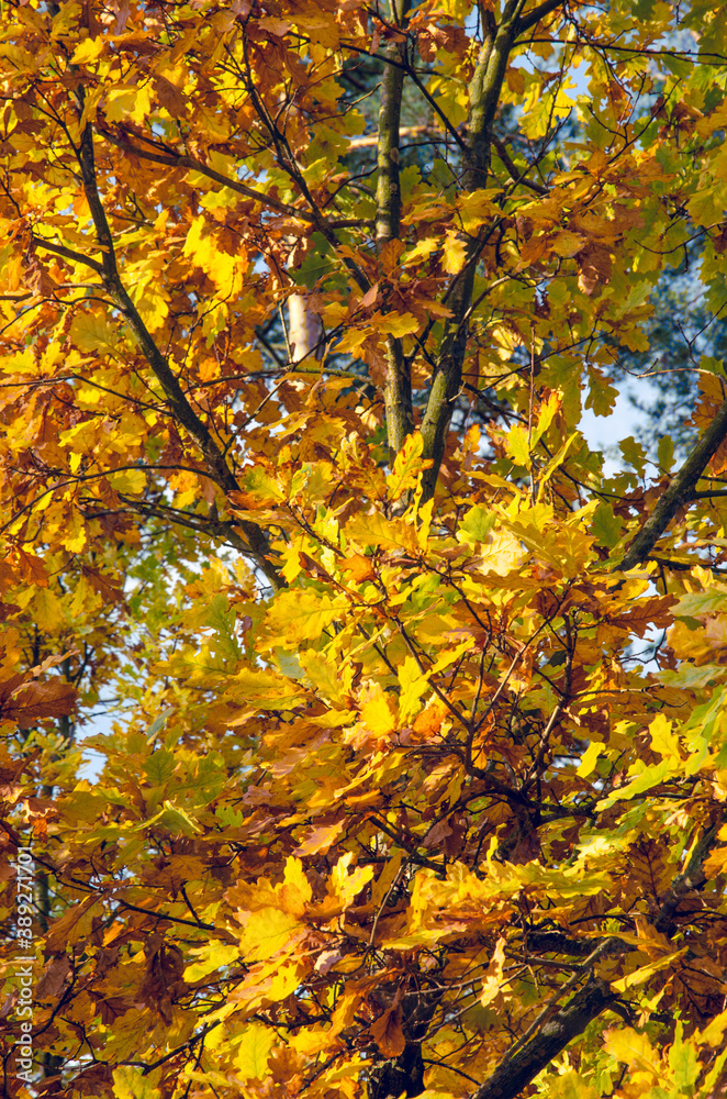 Collection of Beautiful Colorful Autumn Leaves green, yellow, orange.