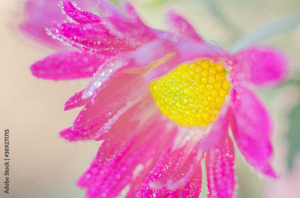 Chrysanthemum flower with water drops on petals close up Chrysanthemum flower with water drops on petals close up