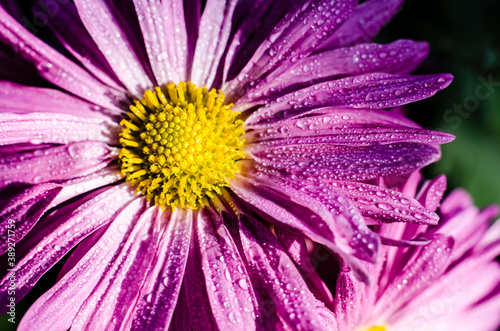 Bright rays of the sun on chrysanthemum flowers. Water drops on petals