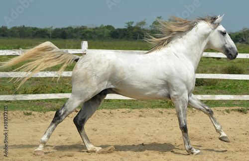 caballo