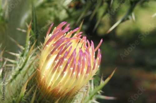 Beautiful colored thistle flower in Florida wild, closeup
