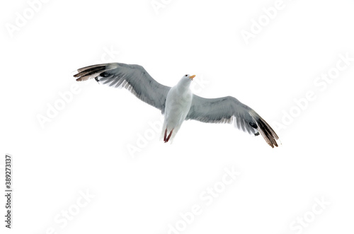 seagull isolated on white