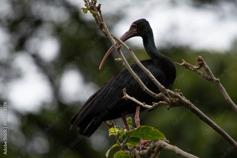 Naklejka premium ave de gran pico