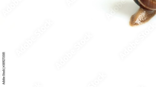 Snails crawling on the white background