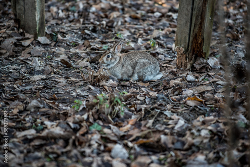 A wild hare in the grassland  photo