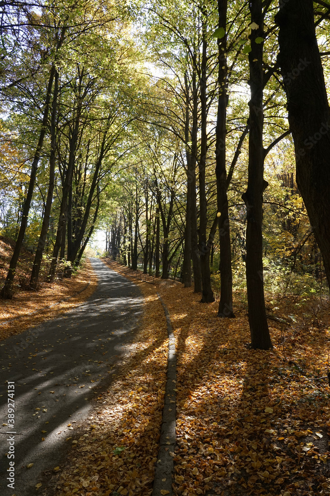 The road going through the autumn park on a sunny day. The road going through the autumn park on a sunny day.