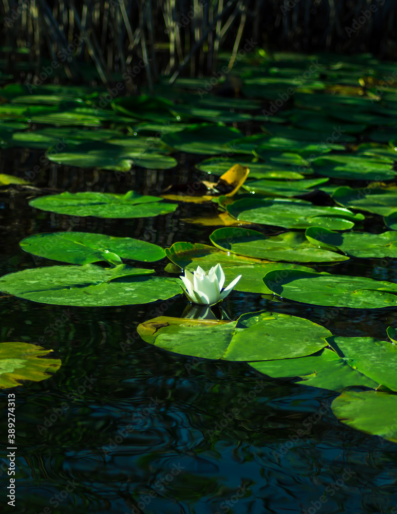 A beautiful water lily in the Danube delta A beautiful water lily in the Danube delta