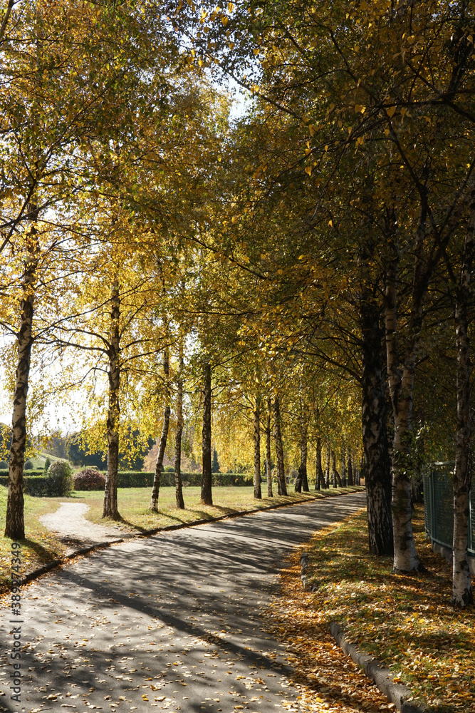 The road going through the autumn park on a sunny day.