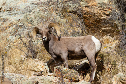 Mammals of Colorado. Colorado Rocky Mountain Bighorn Sheep