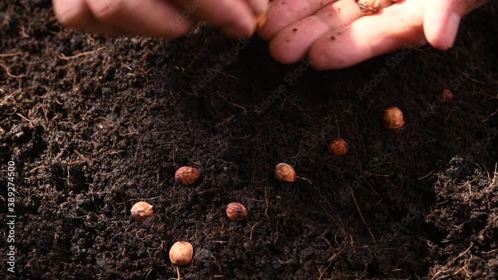 Farmer's hand planting seed in soil