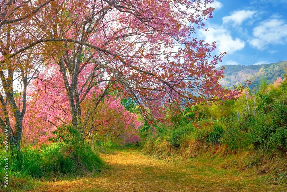 Cherry blossoms are blooming in northern Thailand. Sakura bloom at Khun Wang Chiang Mai. Cherry blossoms are blooming in northern Thailand. Sakura bloom at Khun Wang Chiang Mai.