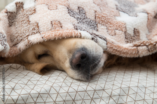 A dog, a Golden Retriever, is lying under a blanket on the bed.
