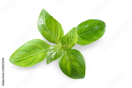 Fresh green basil leaf isolated on white background, close up. Basil herb
